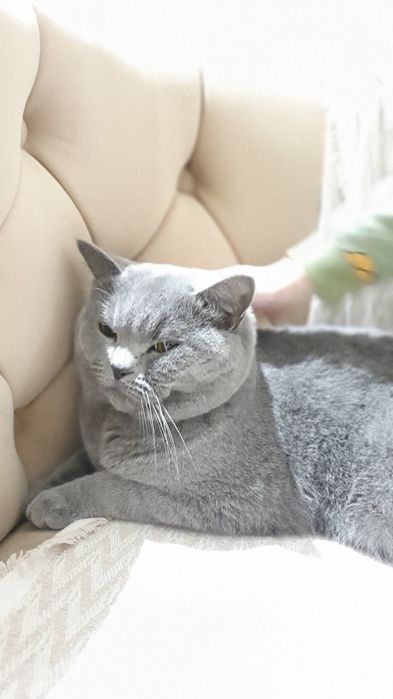 Scottish fold sotiladi toza zotdor erkak