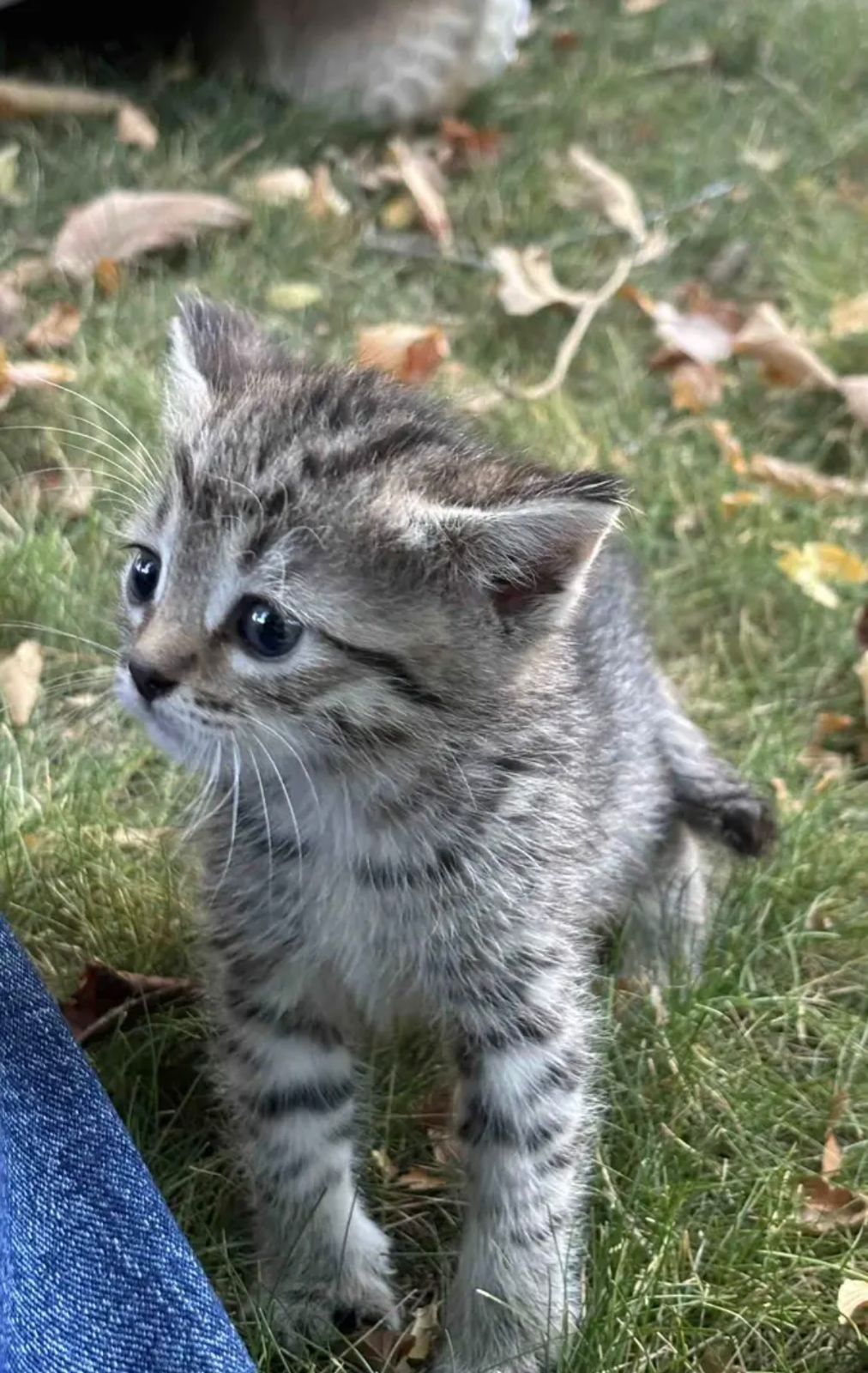 Котёнок девочка бесплатно в добрые руки