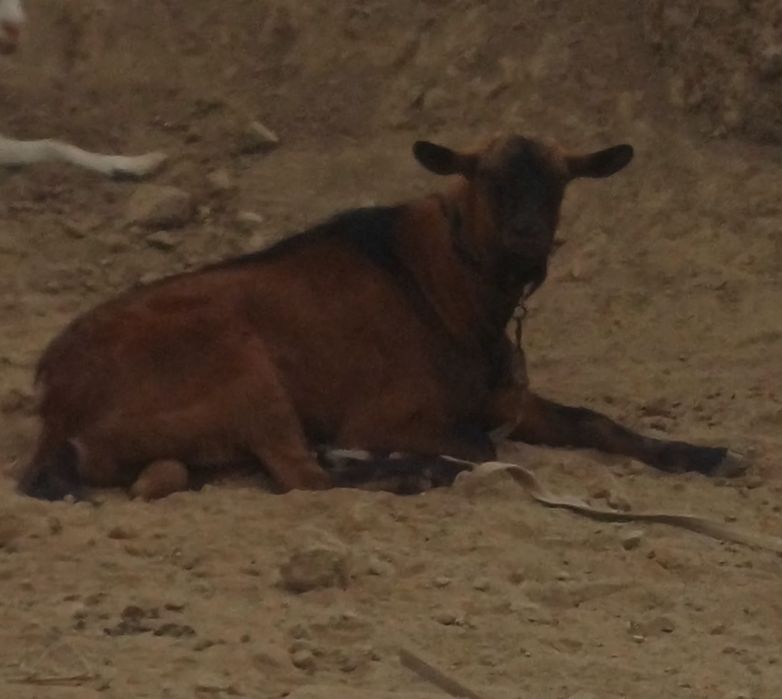 Теке.козёл.козла на вязка