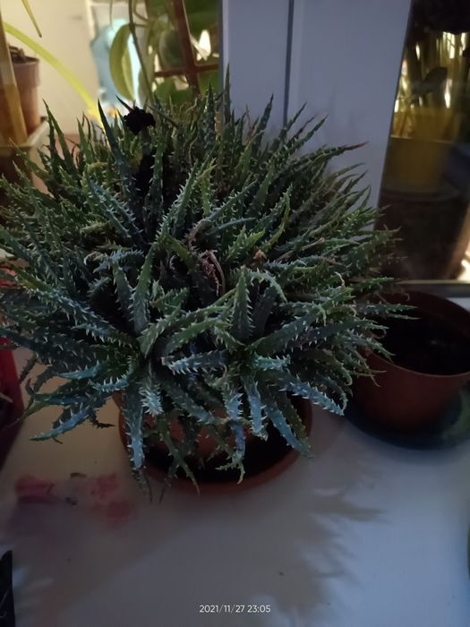 Plante de apartament, birou, gradină etc.