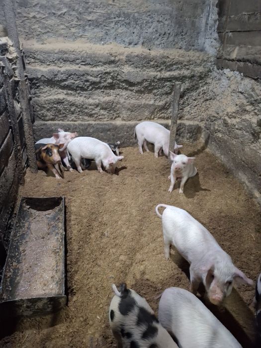 Продам поросят 2-х месячных