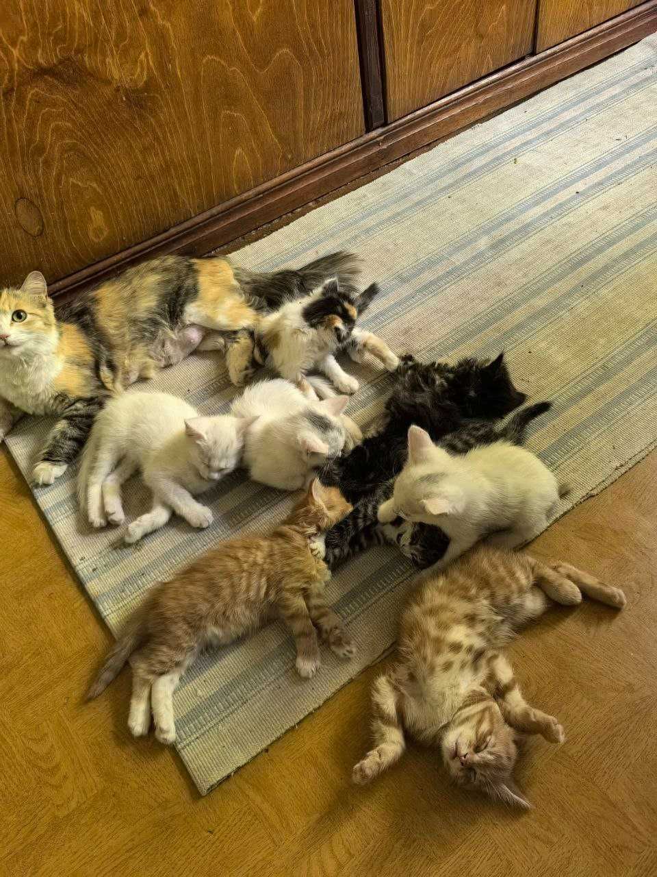 Отдаем приученых котят