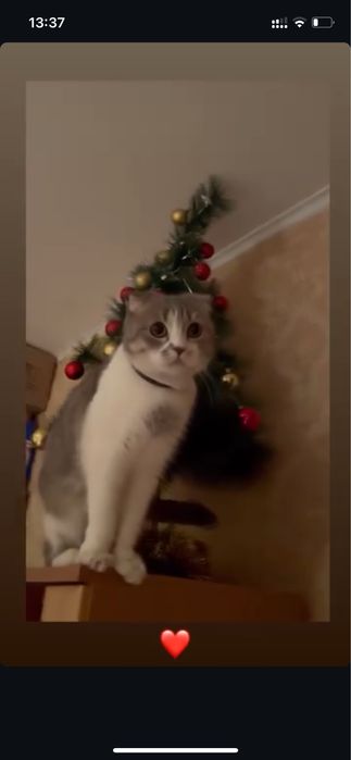 Отдам Вислоухую Шотландскую кошку