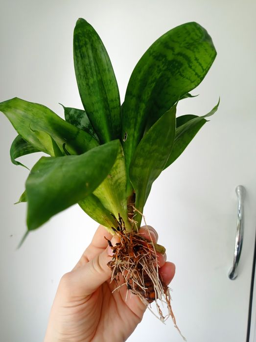 Цветок Без Горшка 500 тнг!