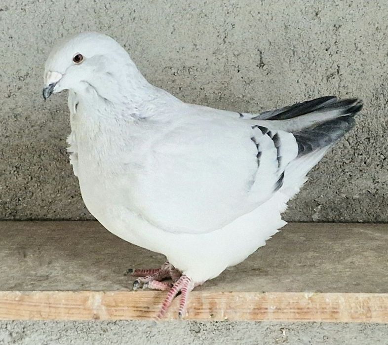 Porumbei Voiajorul românesc de frumusețe