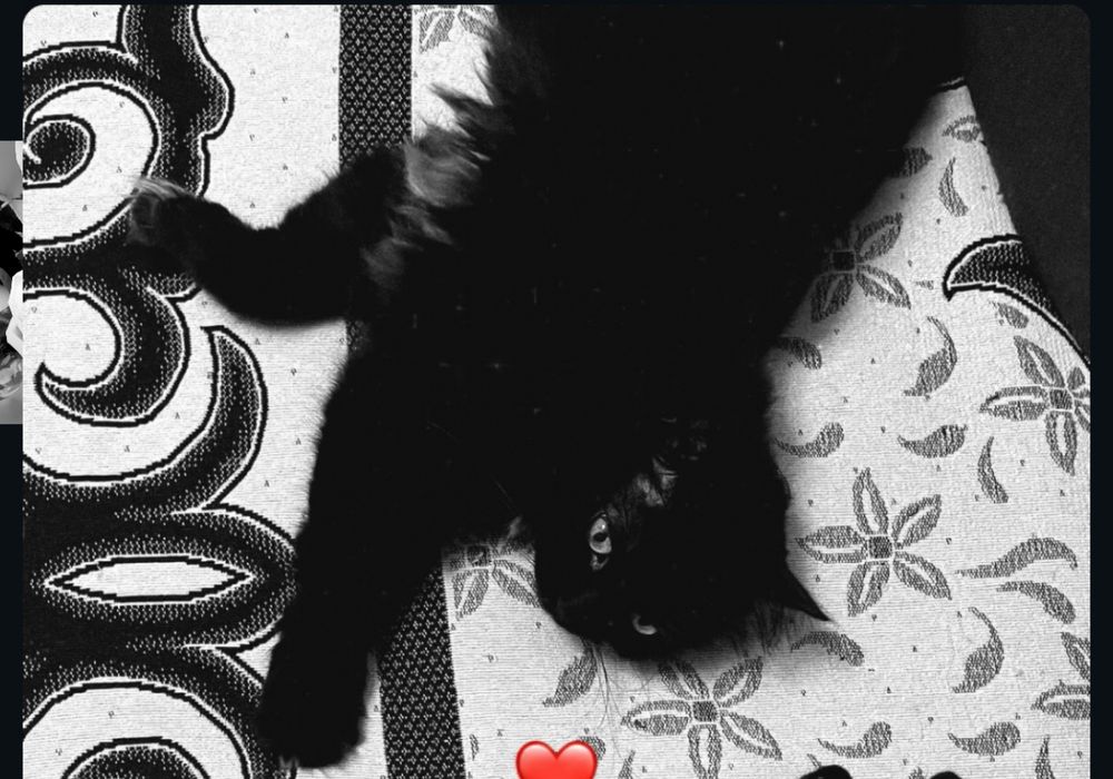 Отдам кошечку в добрые руки