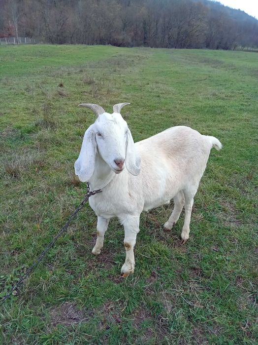 Iada de 1 an. Boier.