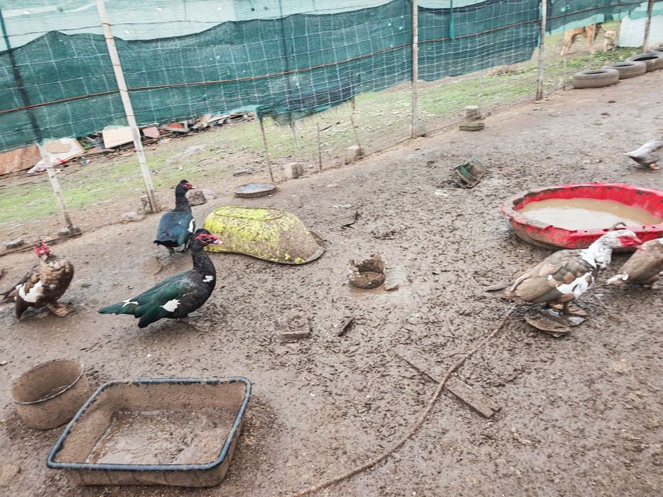 Всякакви видове пернати