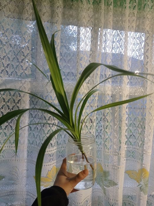 Панданус (Пальма) отростки