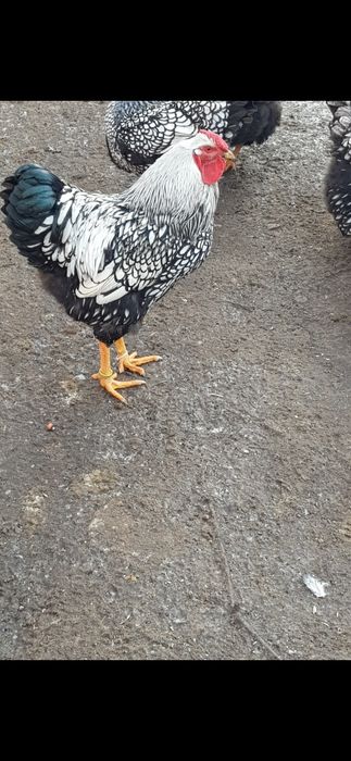 Vand cocos wyandotte argintiu