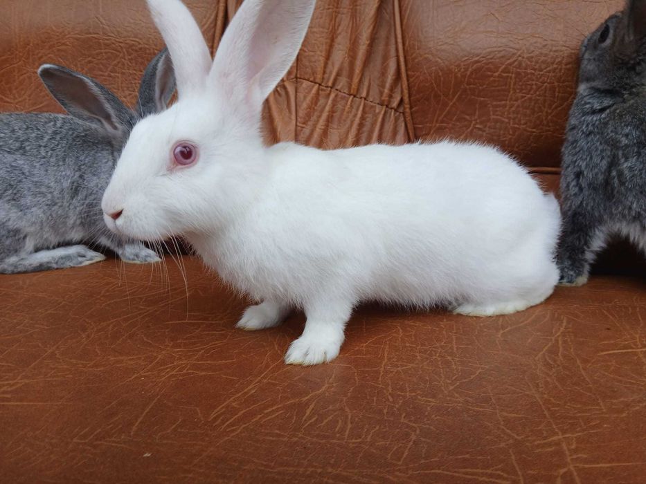 Pui de 2 luni hycol si berbec german disponibili 50 bucati 60 lei