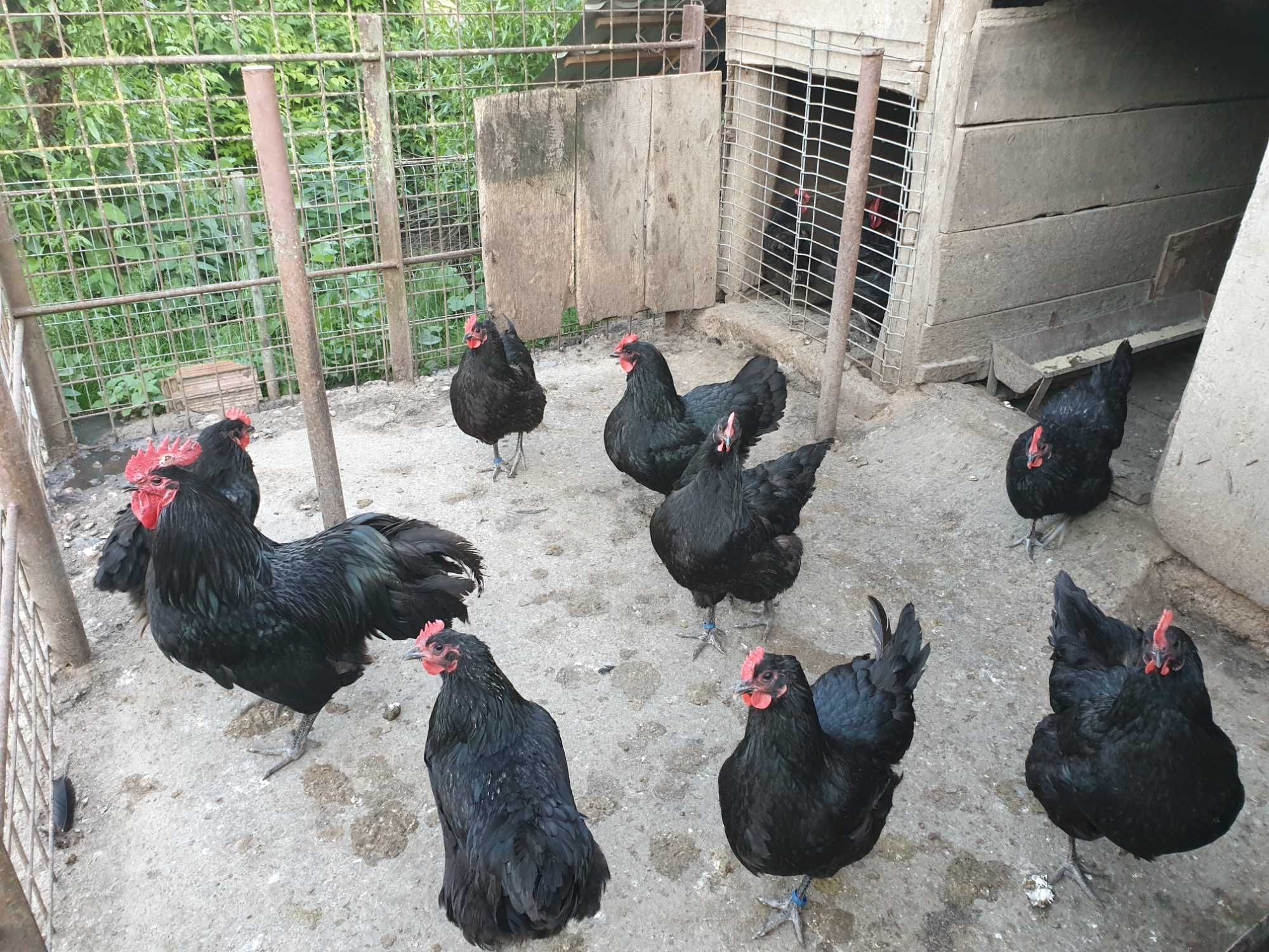 Gaini si cocoși de rasă Australorp negru
