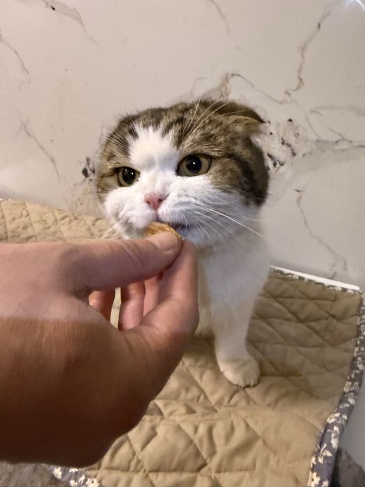 Вислоухий котик ищет семью