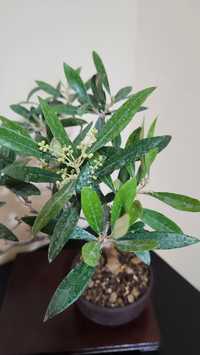 Bonsai Olea Europaea (Maslin)