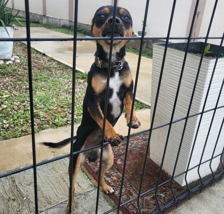 Пинчери сърнист бял