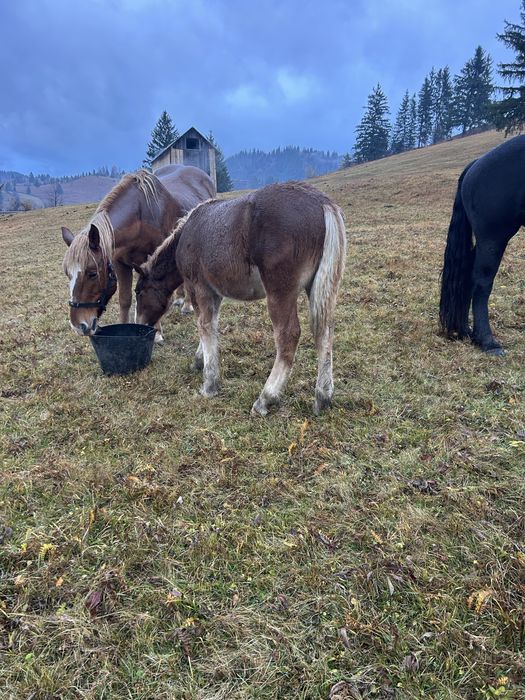 Manz semigreu ( armasar )