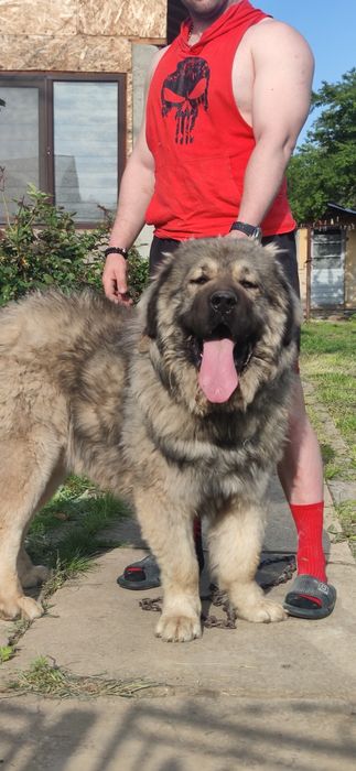 Femela Ciobanesc Caucazian