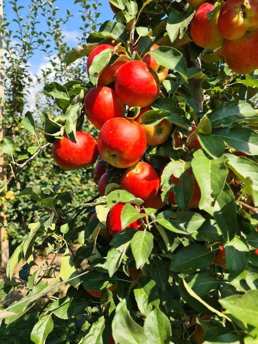 Suc de mere - pere - gutui - aronia - catina