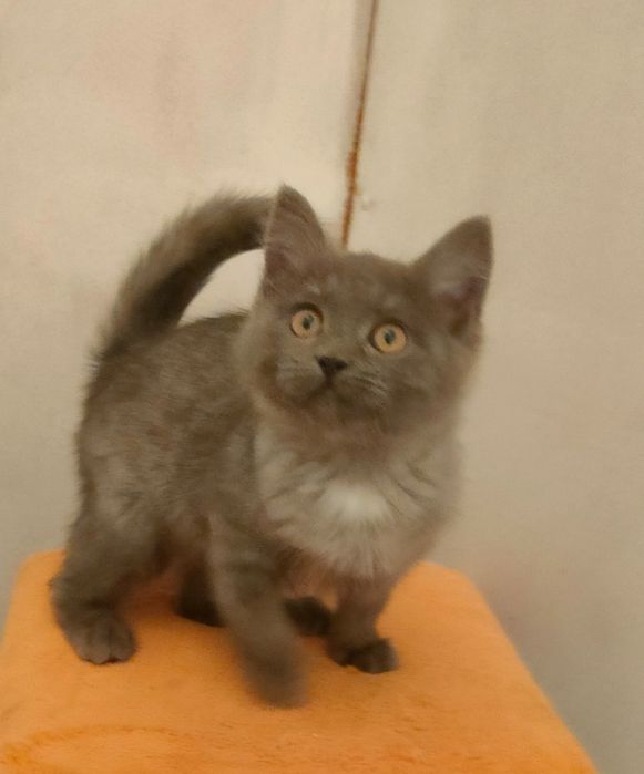 Где моя мама шотландская девочка