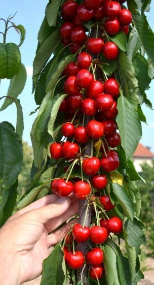 Pomi columnari pt spatii restranse