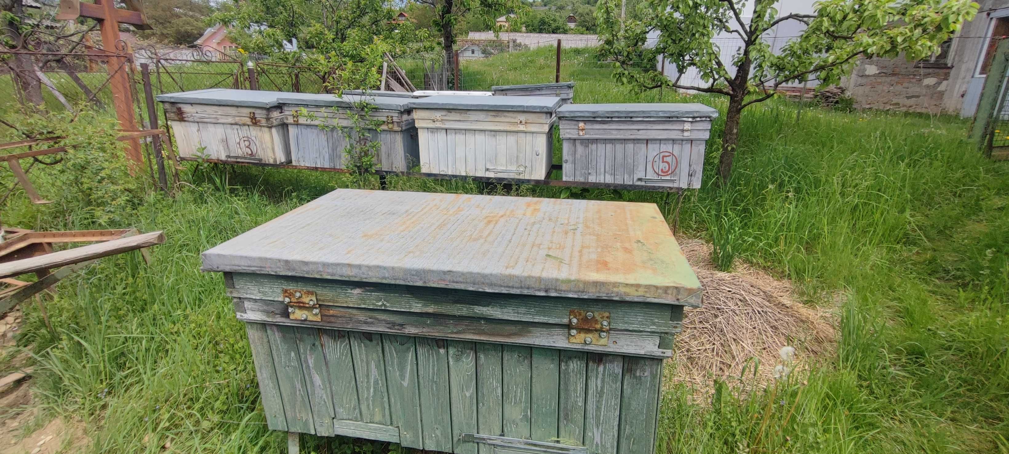 Cutii de albine echipate complet