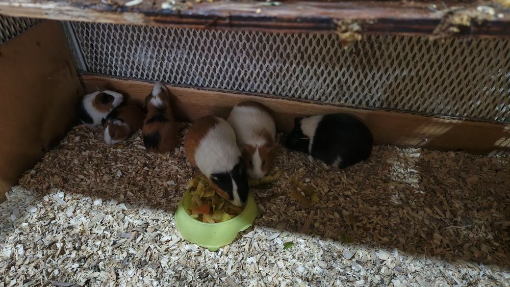 Продается морская свинка