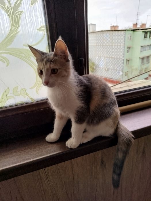 Кошечка подросток, трехцветка