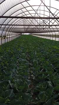 Solare legume cu montaj