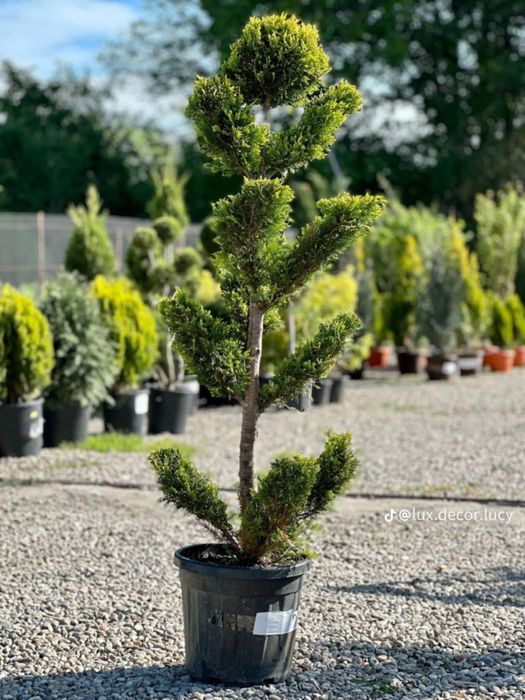 Vand si amenajez curti cu plante si gazon