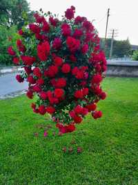 Щамбова роза (Червена Плачеща)