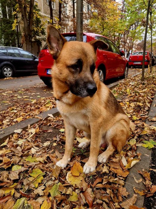 Spre adoptie un catelus Ciobanesc German