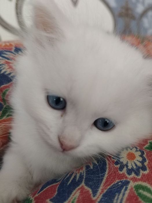 Кот по имени Арчи, жену хочет  Швейцарский 500.000 вязки