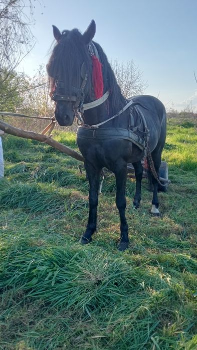 Vând armăsar de 6 ani