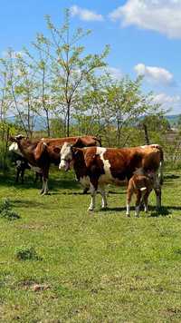 Vând 2 Vaci Baltate Românești Cu vitei