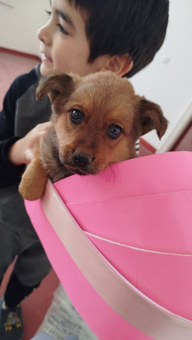 Choponi it bolachasi asaall