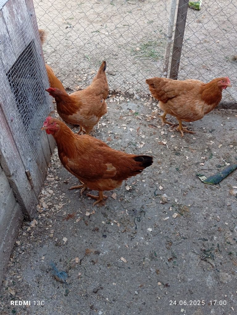 Vând pui de rasă mixtă