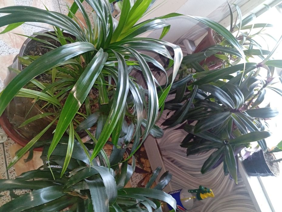 Продаются домашние и офисные цветы