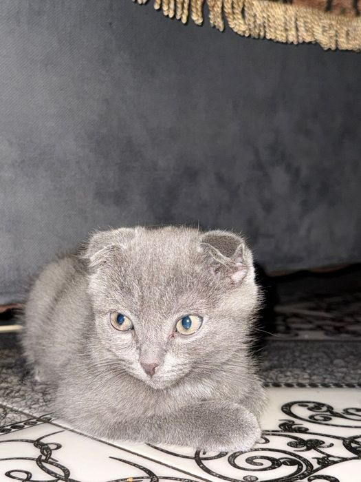 Срочно продам котёнка