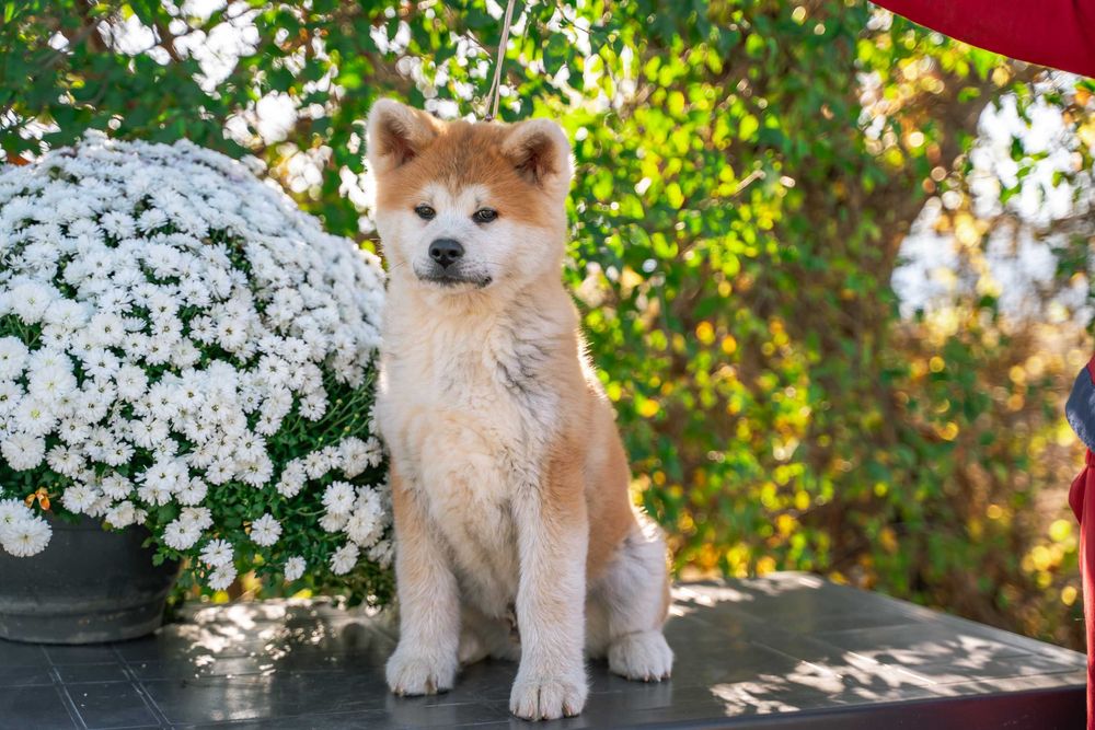 Акита ину - мъжко