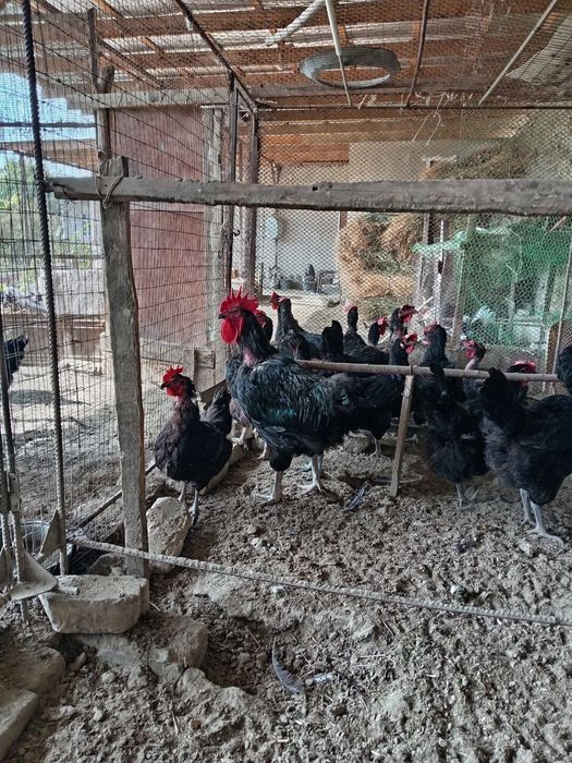 Жуда катта товук ва хурозлар жерси ва кора шахзодалар сотилади