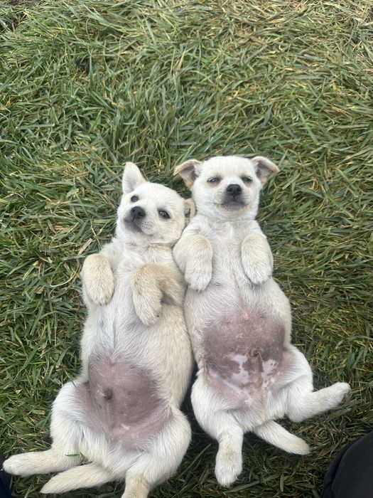 Две братчета си търсят дом Бял Пинчер