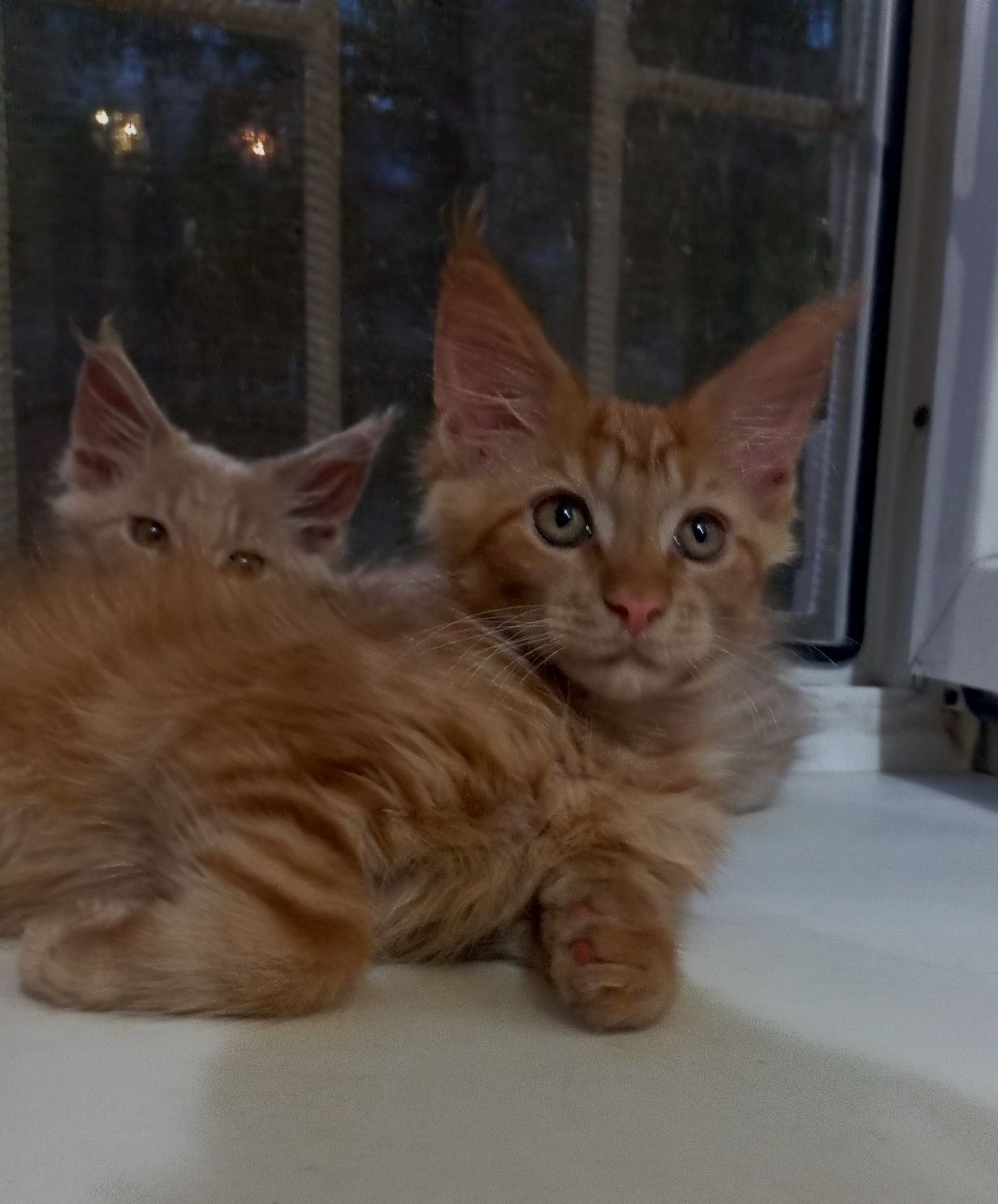 Котята породы Мейн Кун
