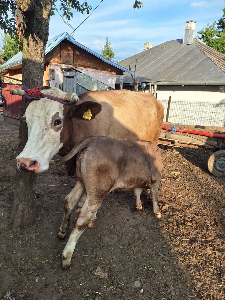 Vand vaca cu vitica
