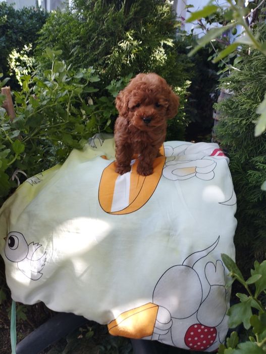 Той Пудел/Poodle Toy.