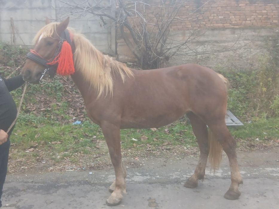 Iapa de vânzare de 4 ani