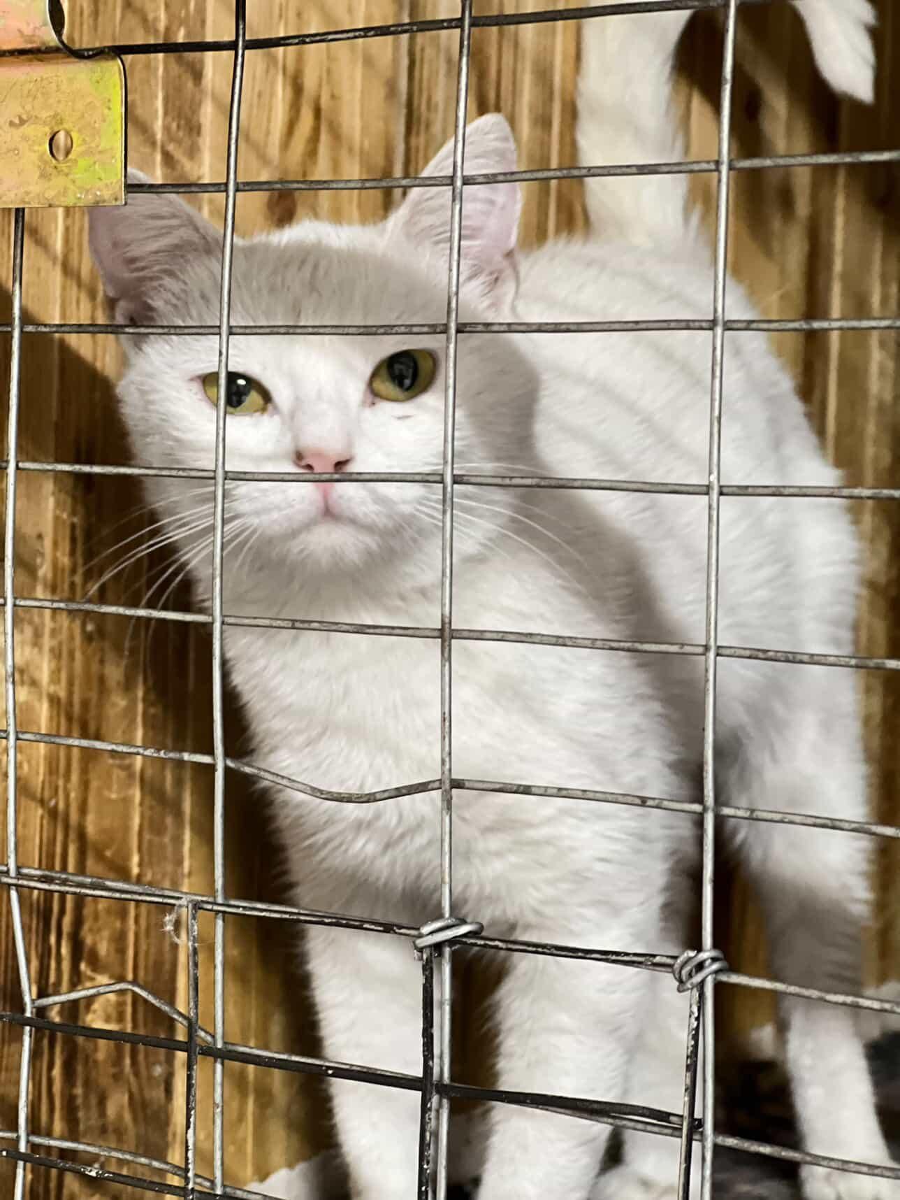 Котенок ищет дом