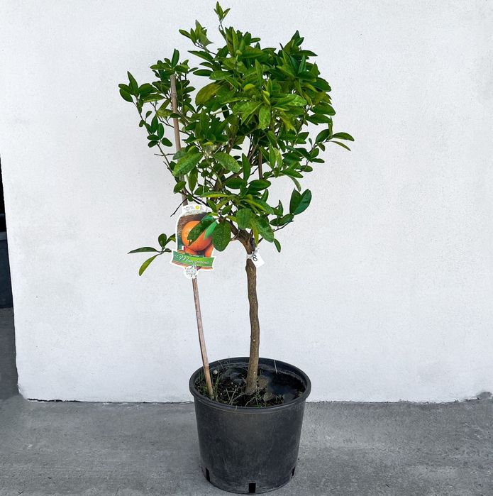 Mandarin la Ghiveci Aclimatizat