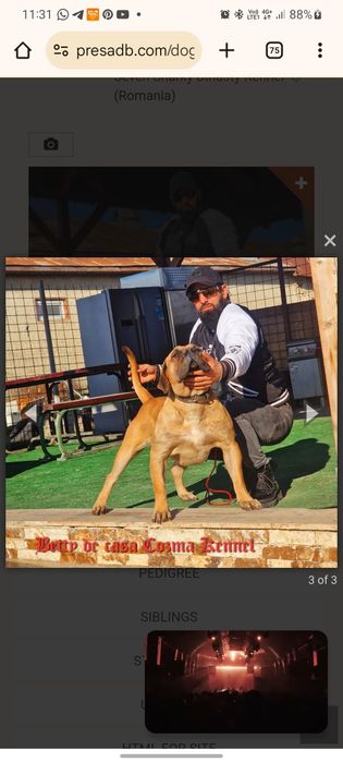 Femelă Presa Canario – 3 ani – Pedigree – Fiică directă din Doctor Bul