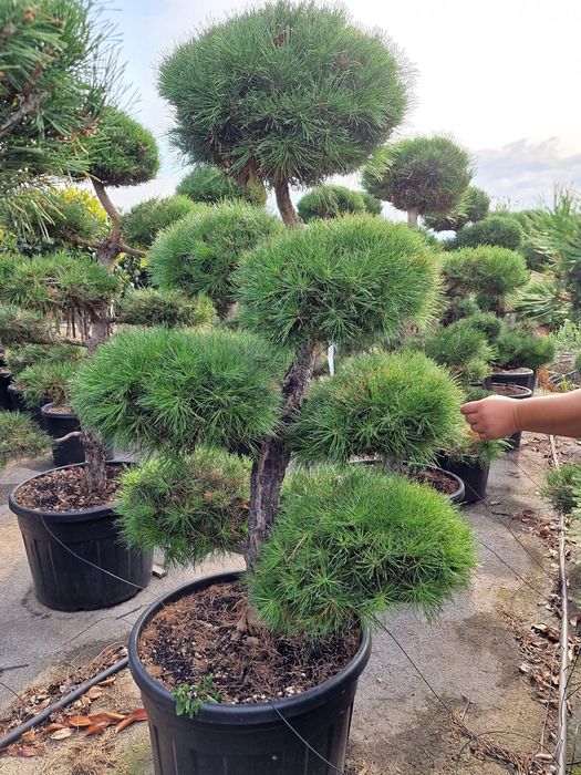 Pon Pon Tuia Smarald