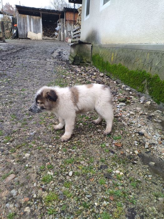 Căței pentru adoptie